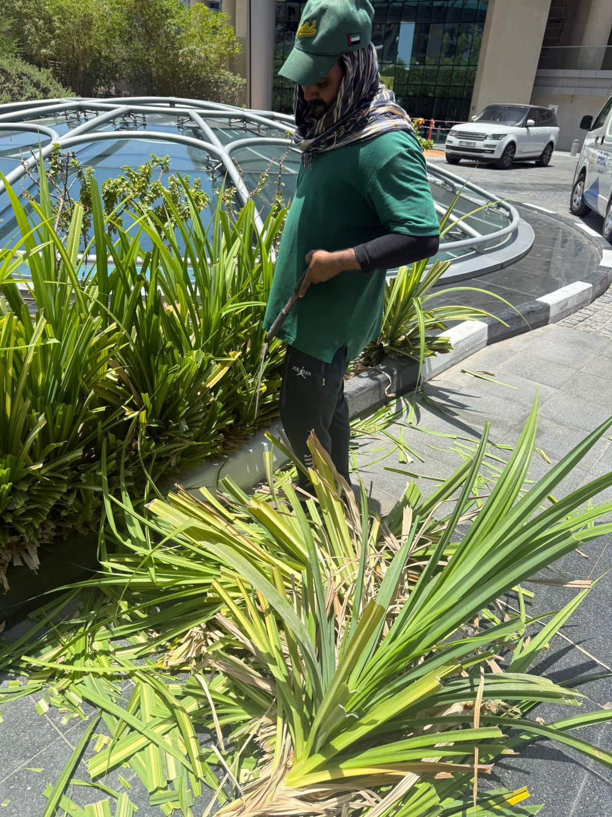 Plants cutting