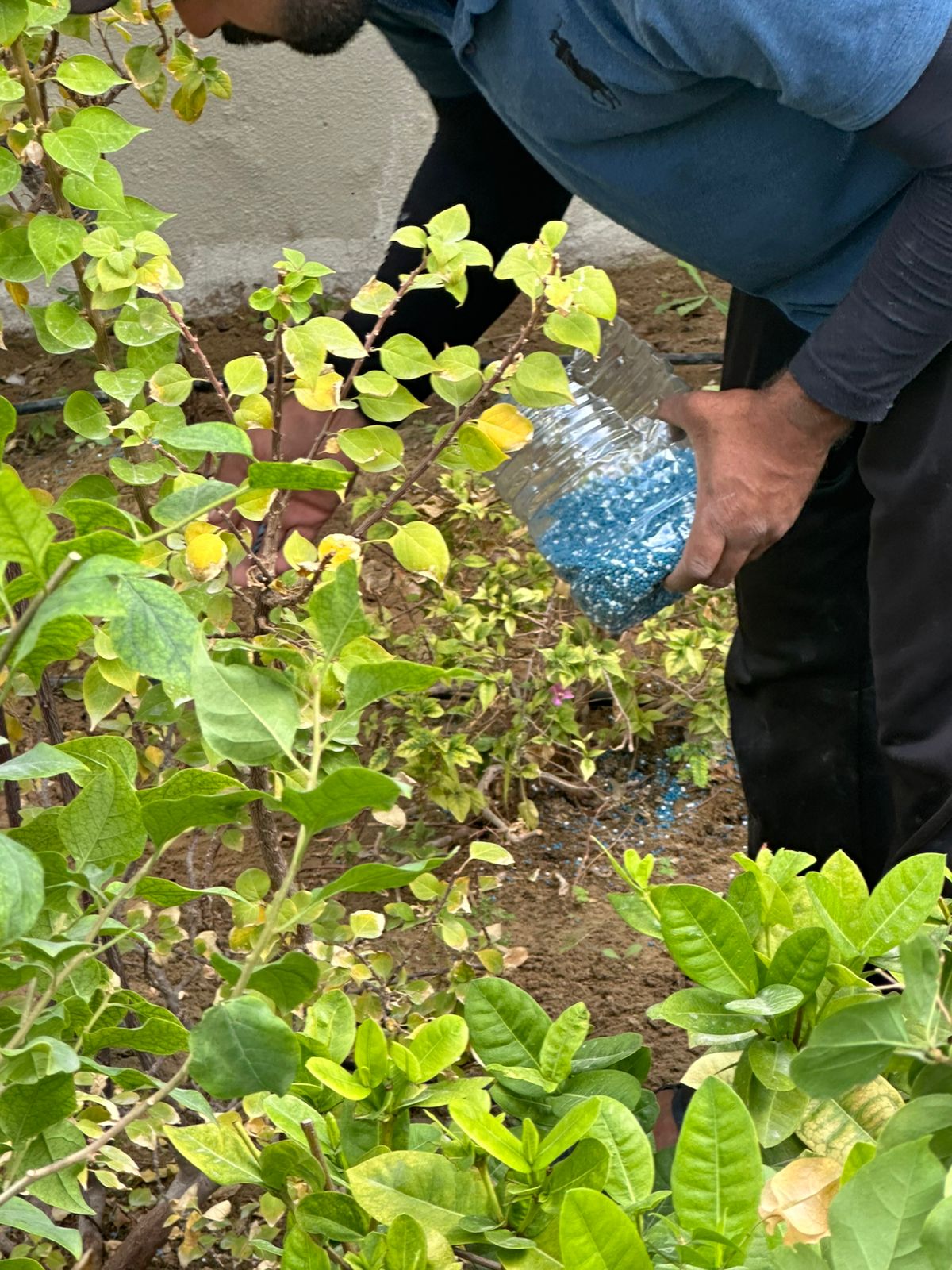 Potassium feeding for plants